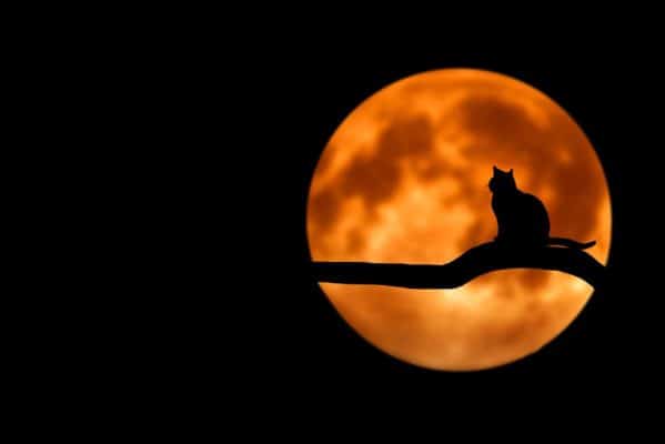 How Cats Protect You From Evil Spirits