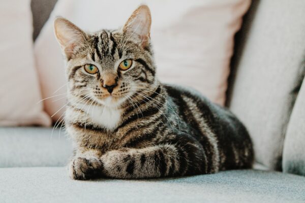 Tabby-Cat-Facts