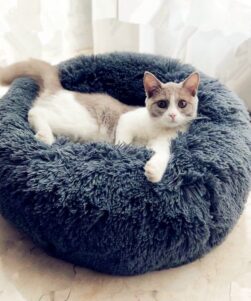 cat in fluffy bed