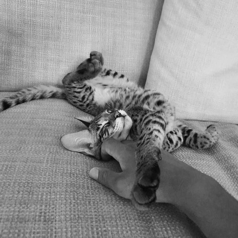 9 Fascinating Facts about Savannah cats Catastic