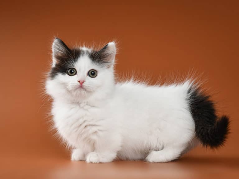munchkin-kitten