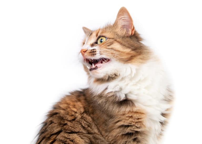 cat chattering