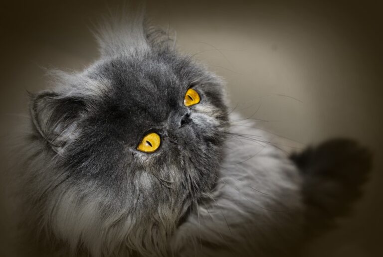 Gray persian cat