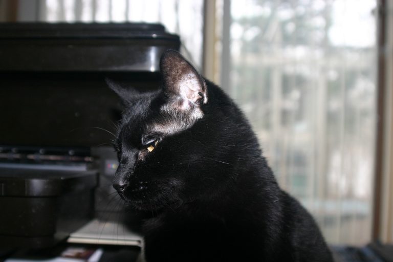 Bombay cat breed