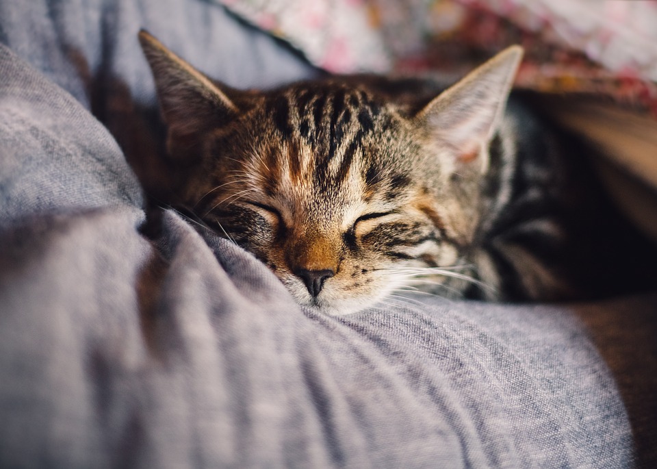 Here Is What Causes Cat Snoring Catastic