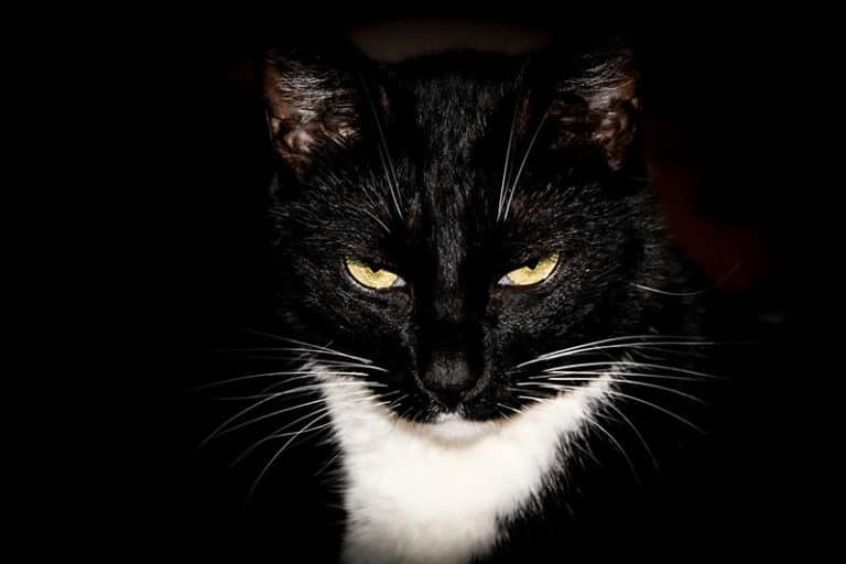 tuxedo-cat-shorthair