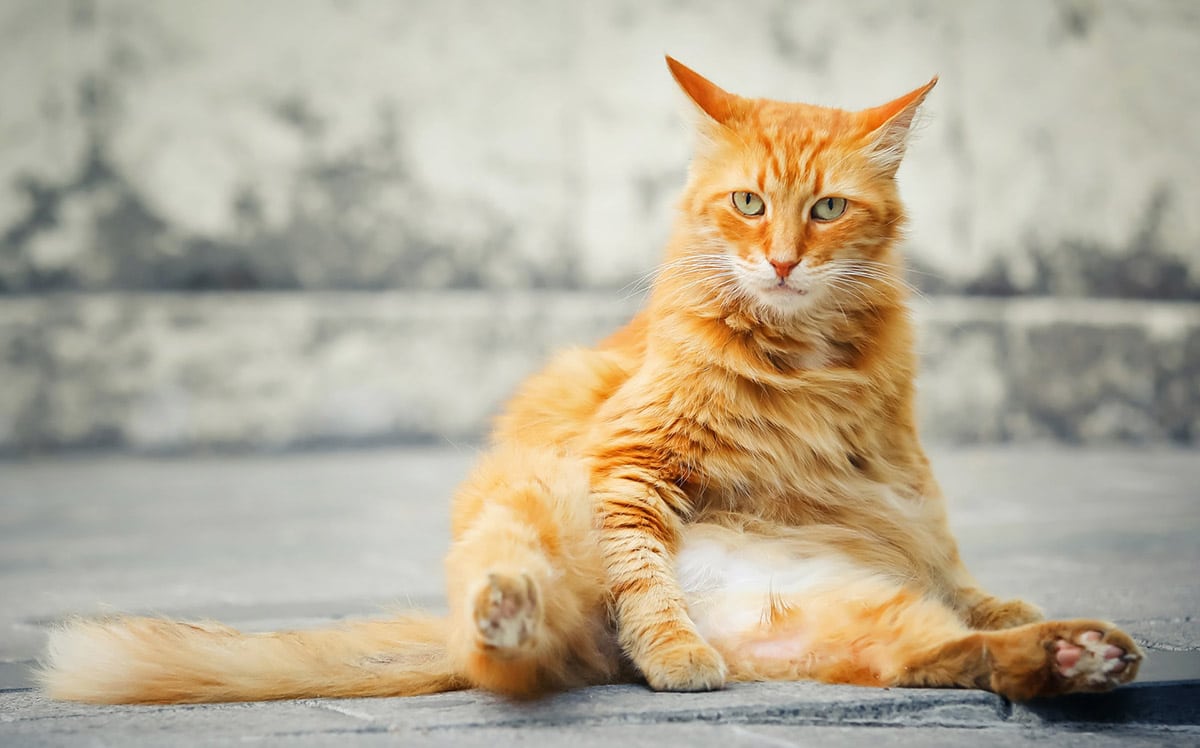 gigner-fat-tabby-cat