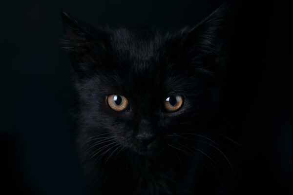 black cat facts