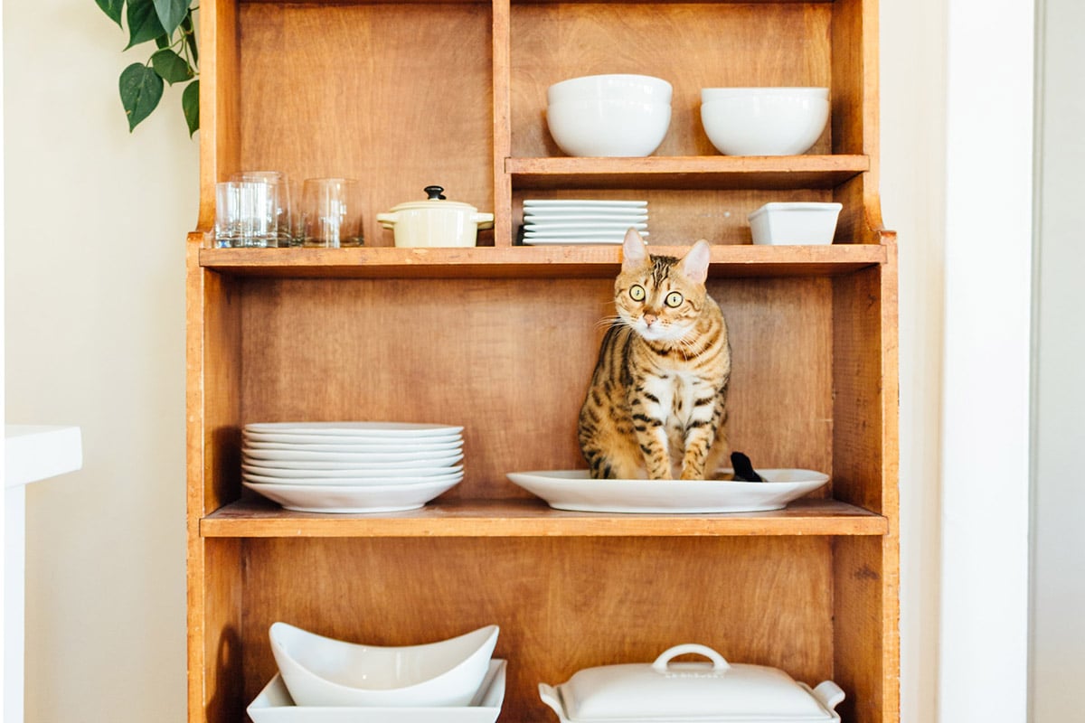 Why Do Cats Love To Push Things Off Tables? Catastic