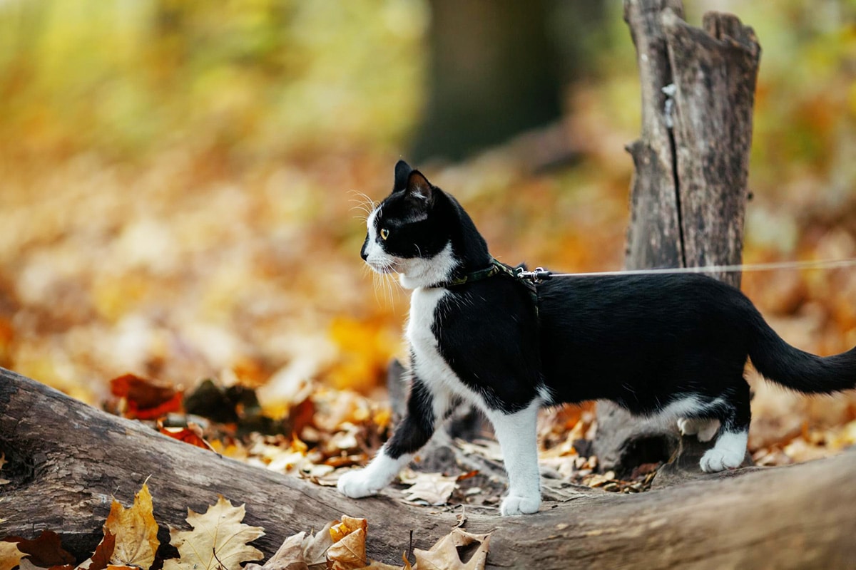 cat-on-leash