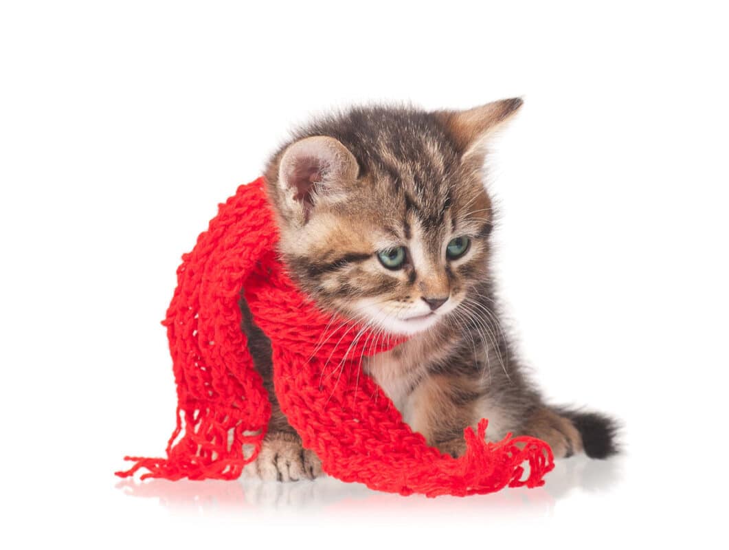 cat-illness