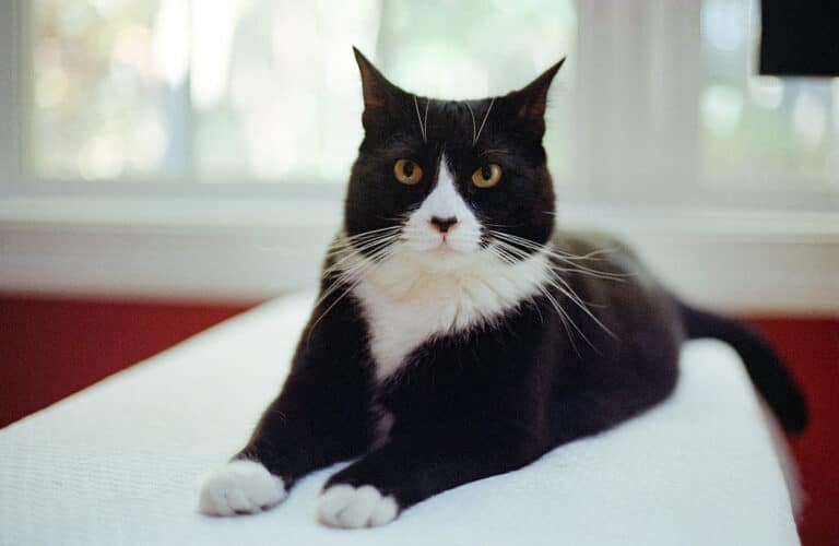 intelligent-tuxedo-cat