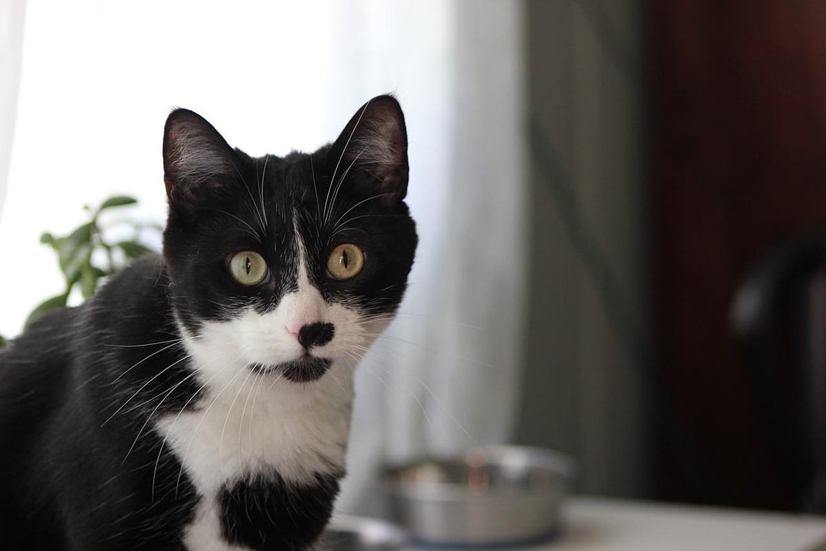 Are Tuxedo Cats More Intelligent? Catastic
