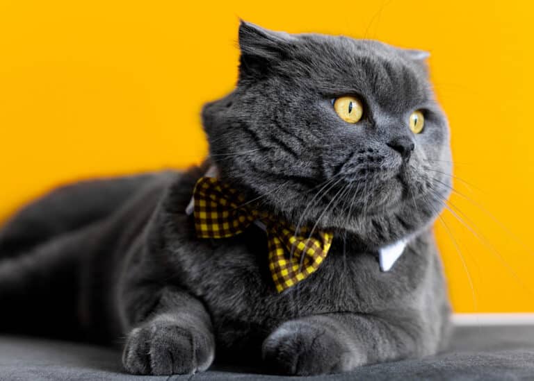 british shorthair facts