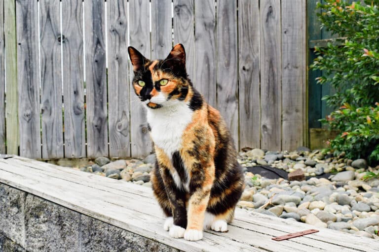 calico cat