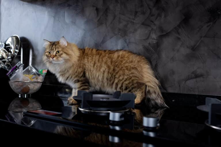 dwarf cats