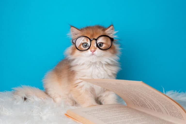 Can Cats Plan Ahead