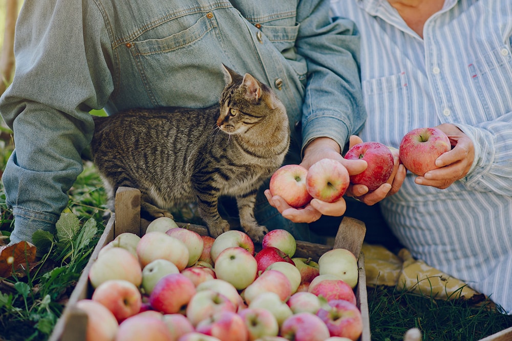 Can Cats Eat Apples? Catastic