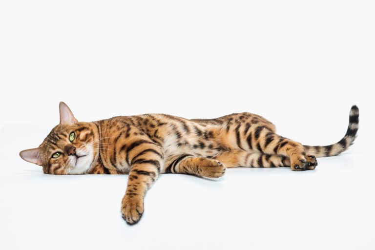 can cats sense evil