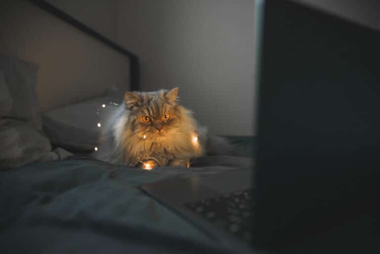 train your cat to let you sleep