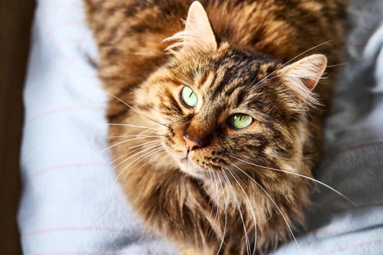 Do Cats Protect You While You Sleep?