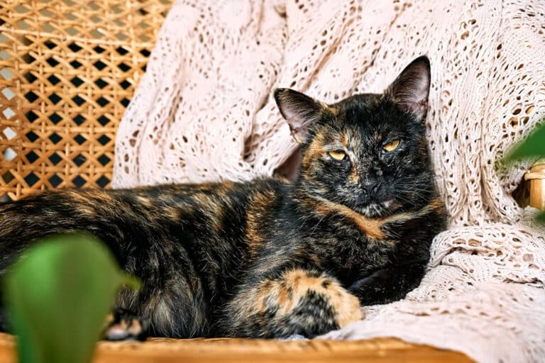 tortoiseshell cat personality