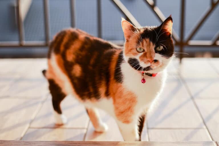 calico cat