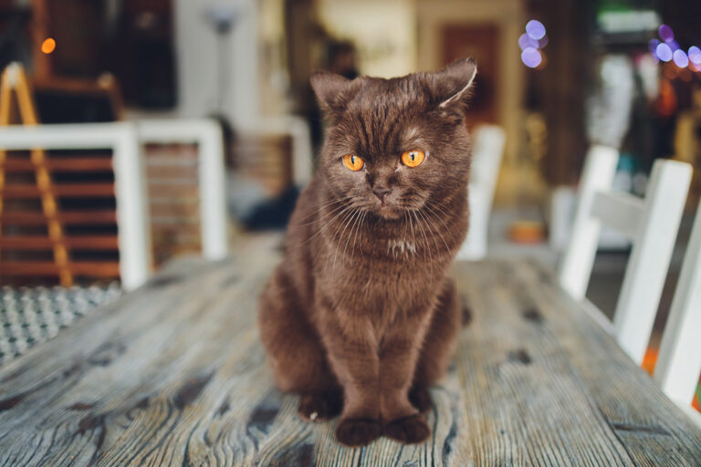 british shorthair personality