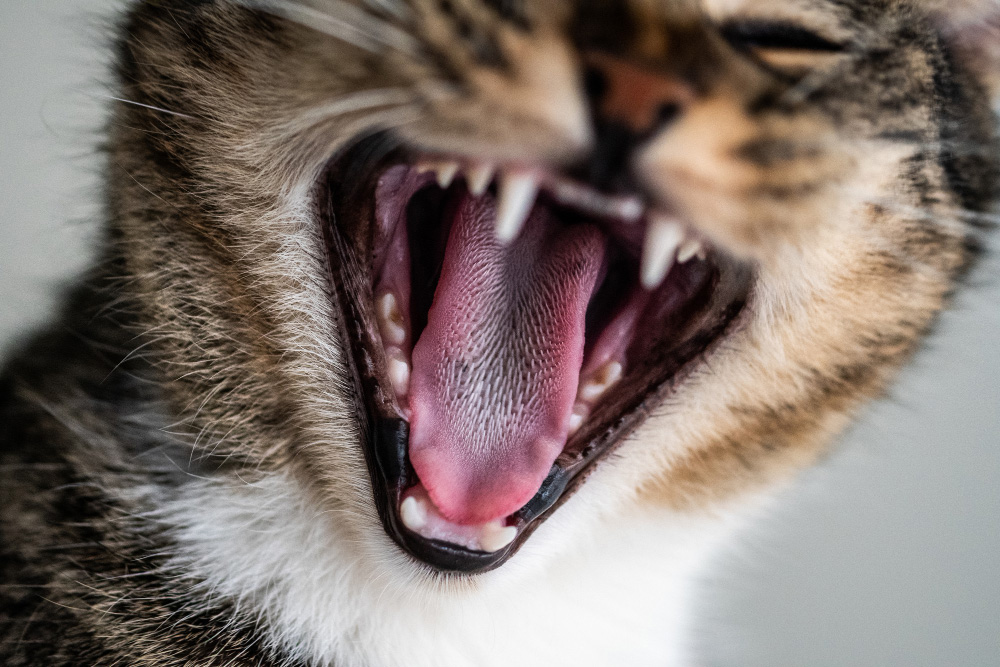 Why Are Cats Tongues Rough? Surprising Benefits Catastic