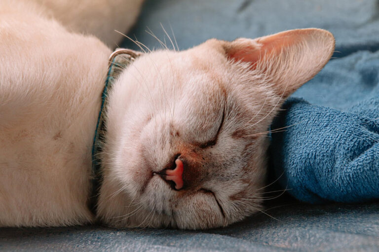 cat twitching in sleep