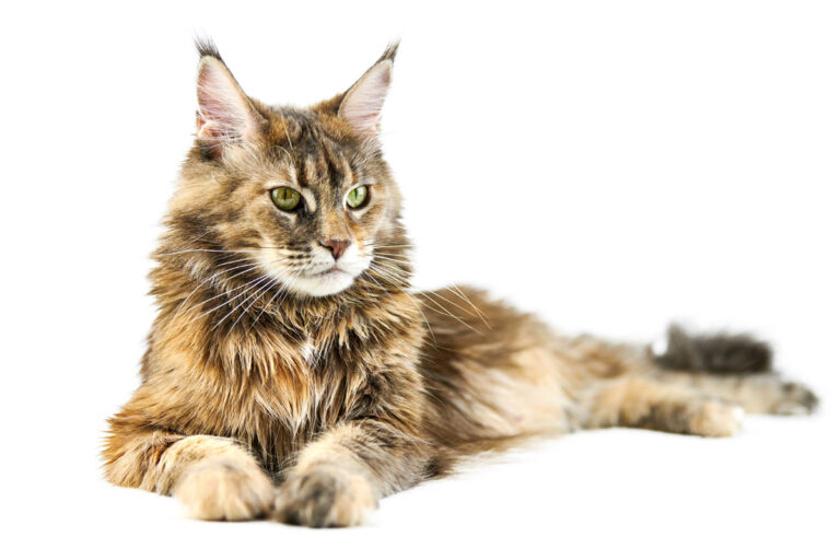 Maine coon breeder