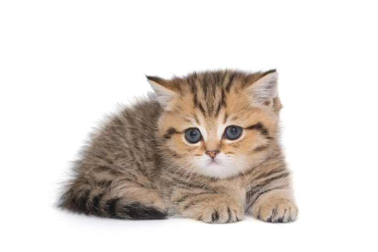 munchkin cat price