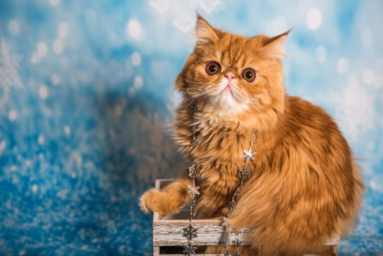 persian cat price