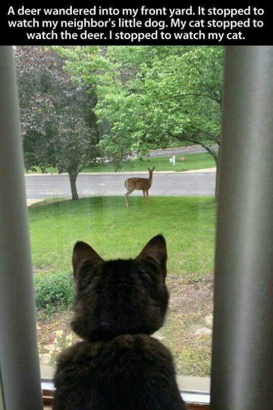 cat meme hunter