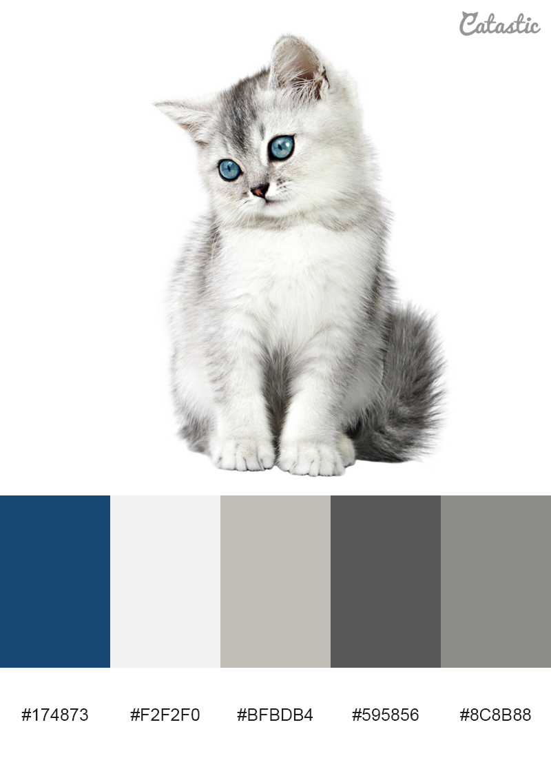 21 CatInspired Color Palettes That You'll Love Catastic