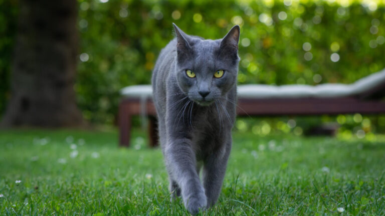 Russian blue cat personality
