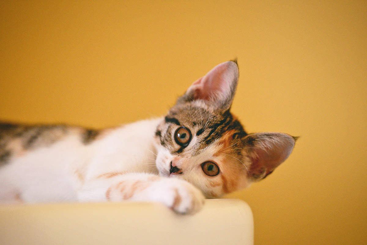 calico-cat-vet
