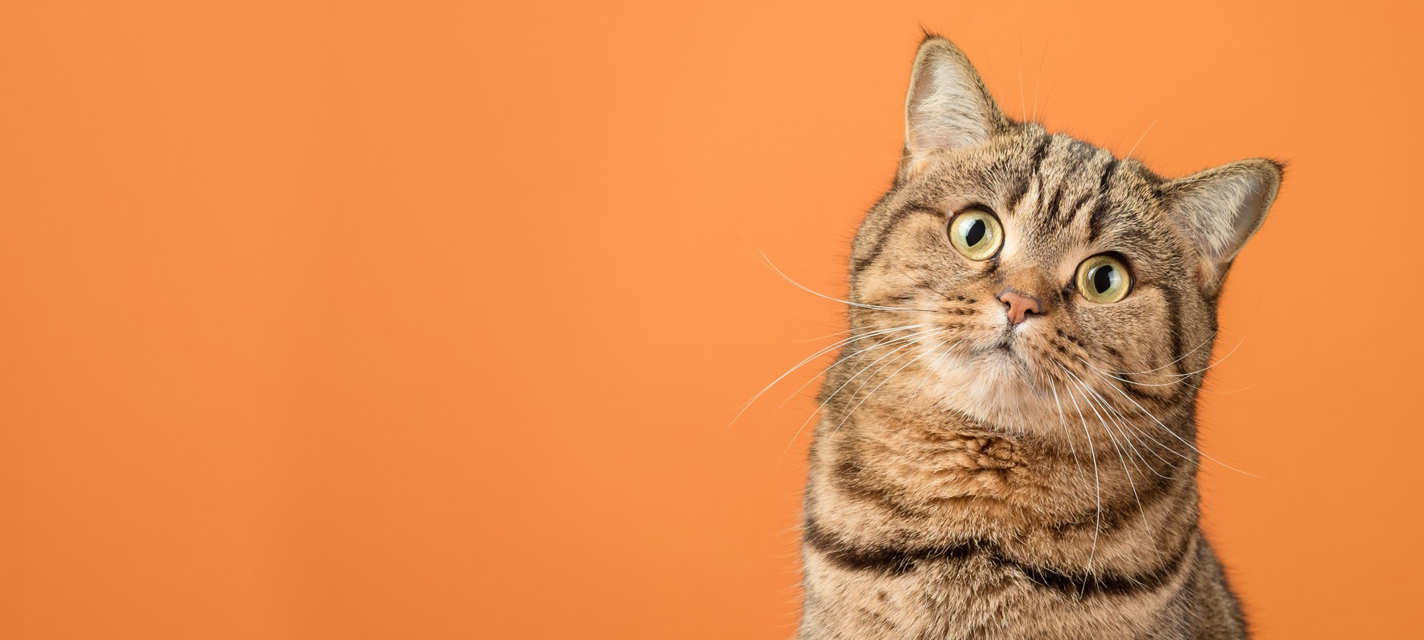 gifts for cat lovers catastic
