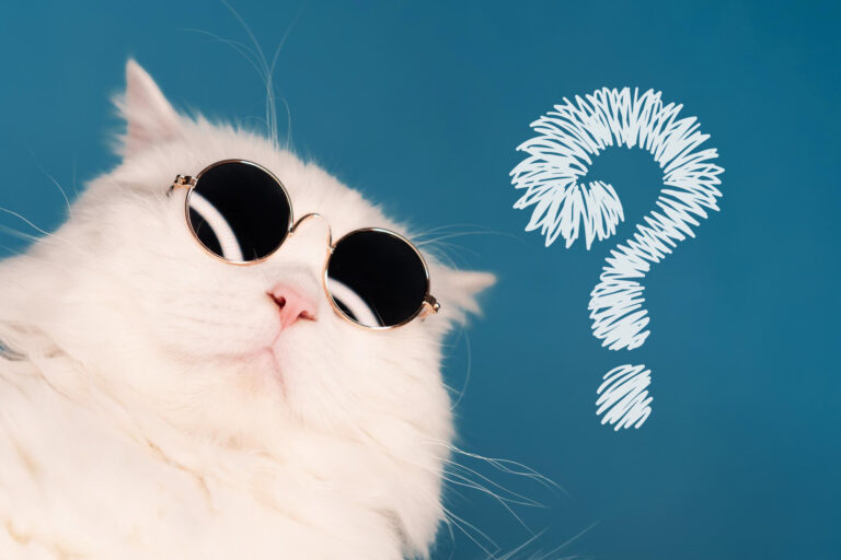 cat infographic