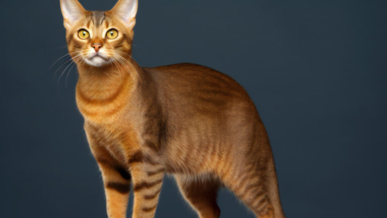 modern cat breed