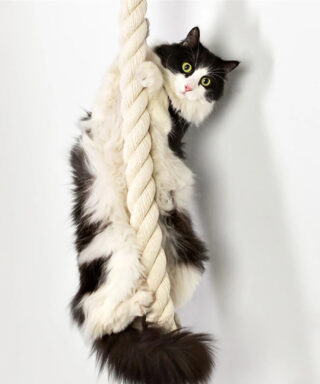 Cat on a climbing rope