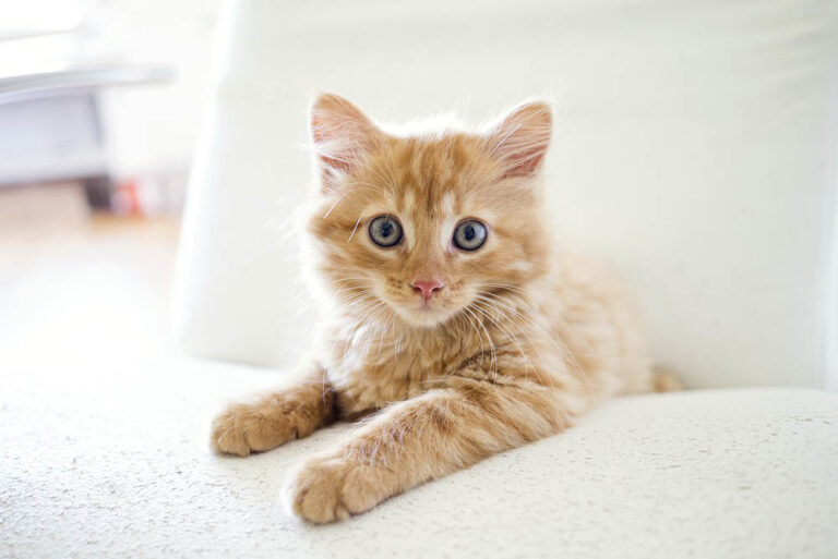 new kitten