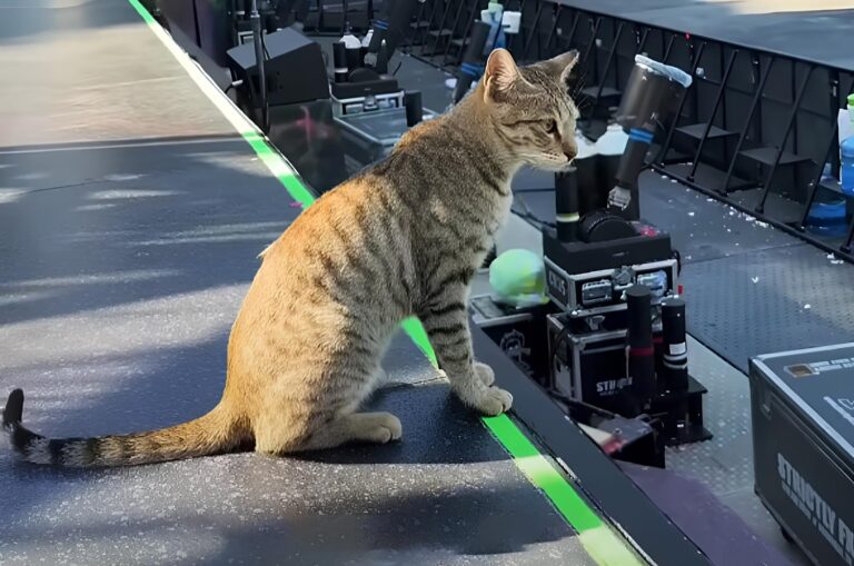 Coldplay concert viral cat