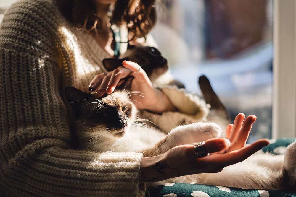 cat care and insurance UK