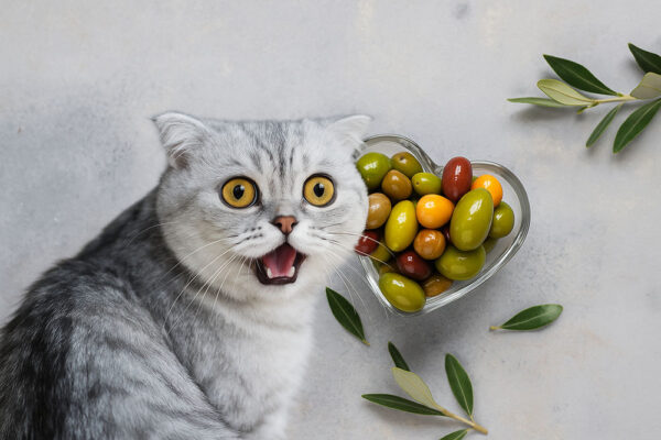 cats and olives