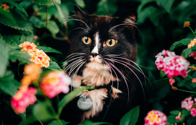 tuxedo cat surounded by flowers