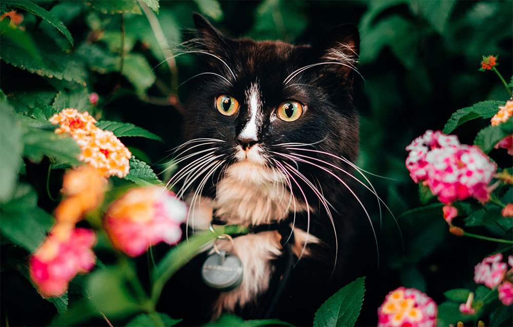 tuxedo cat surounded by flowers