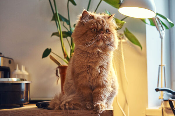 persian cat grooming tips